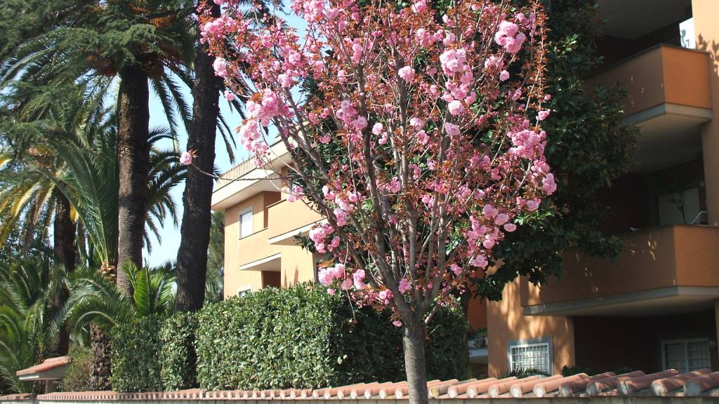 appartamenti-bilocali-roma-medio-lungo-periodo-residence-villa-agnese-14 appartamenti-bilocali-roma-medio-lungo-periodo-residence-villa-agnese-14